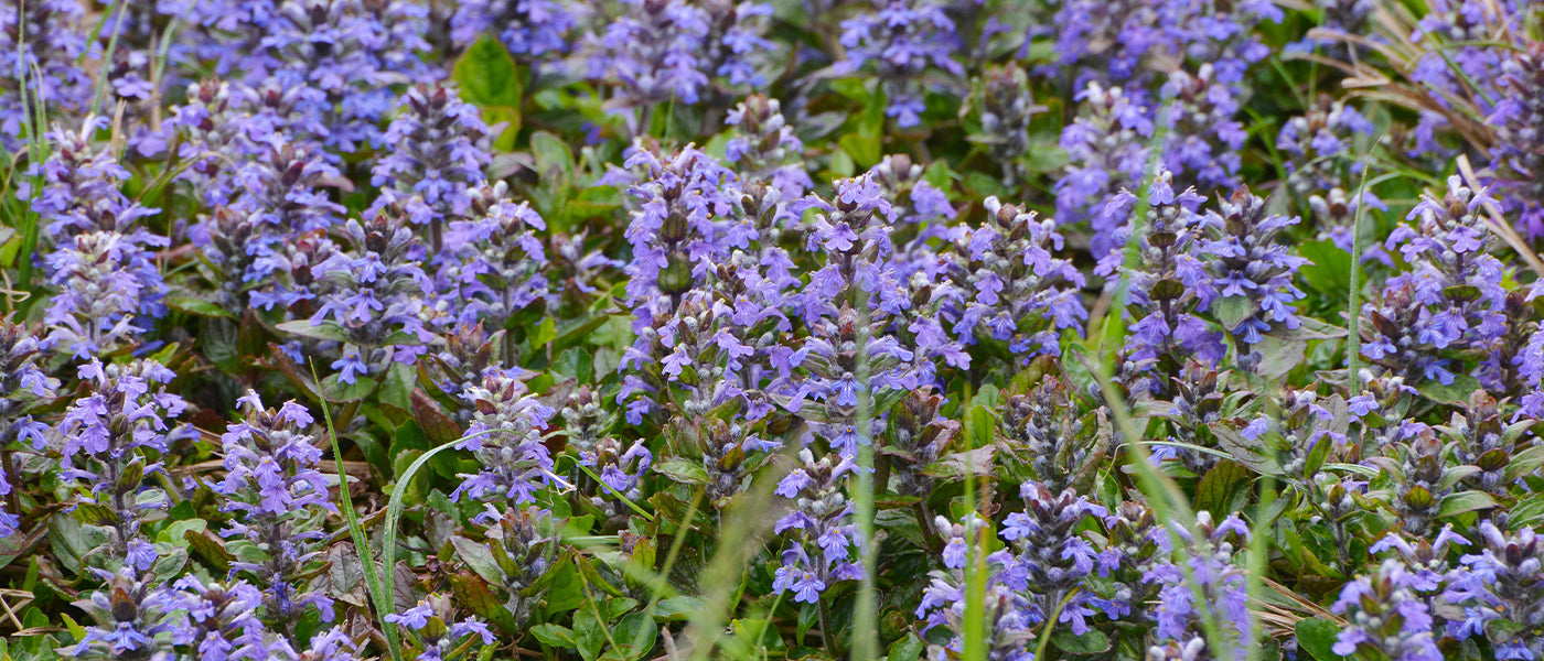 Bugle