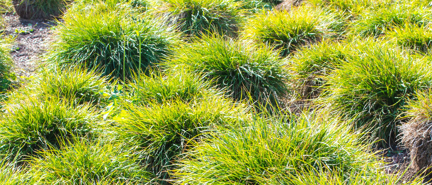 Carex