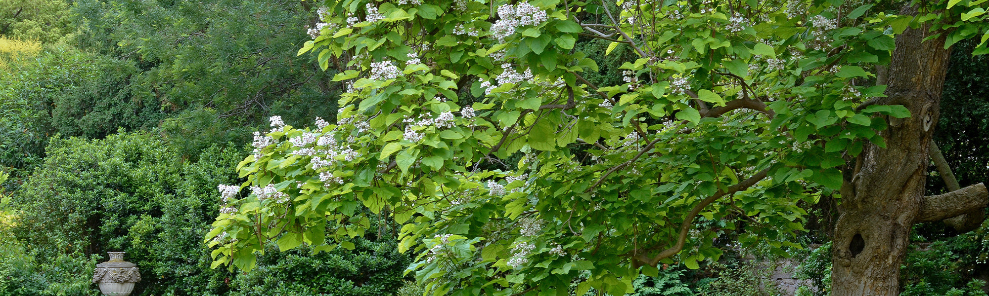 Catalpa