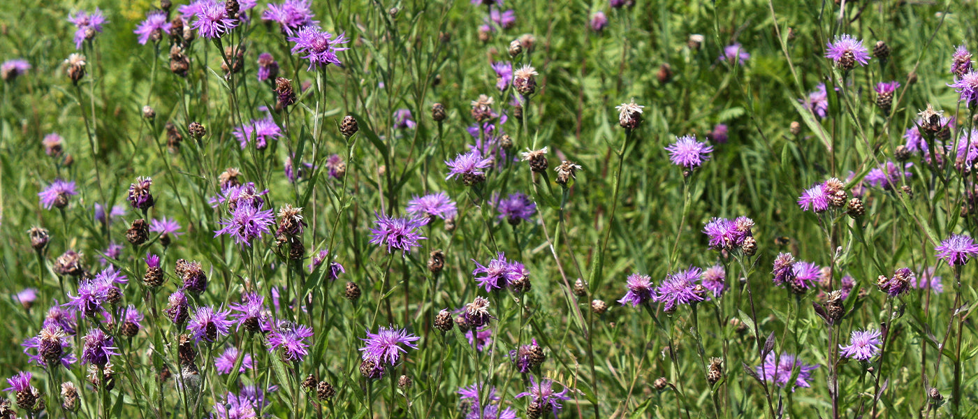 Centaurée des montagnes - Centaurea montana