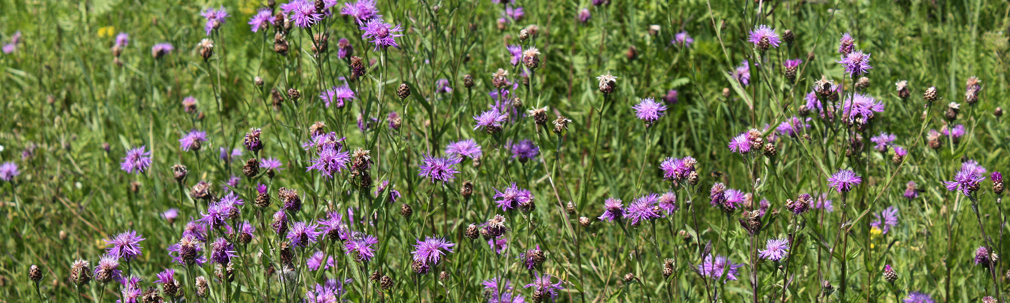 Bleuet - Centaurea cyanus
