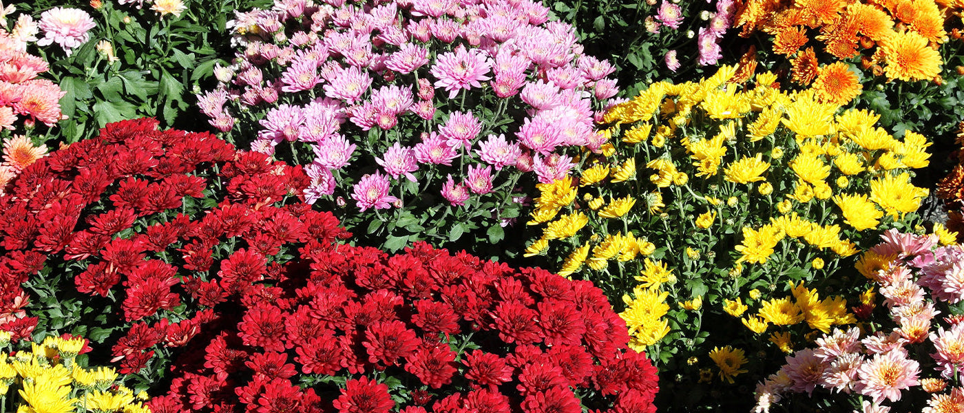 Chrysanthème d'Inde - Chrysanthemum indicum