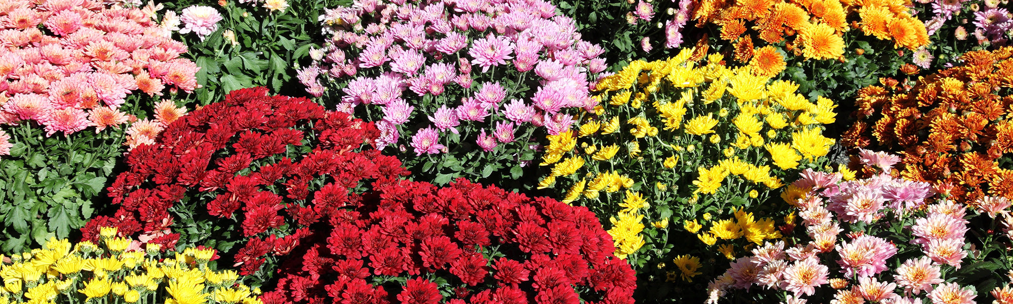 Pyrèthre - Chrysanthemum cinerariifolium