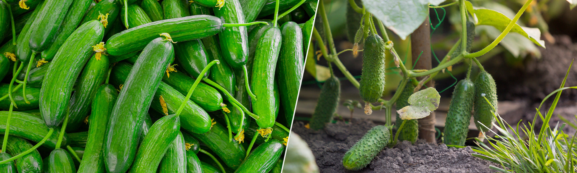 Plants de concombres et cornichons