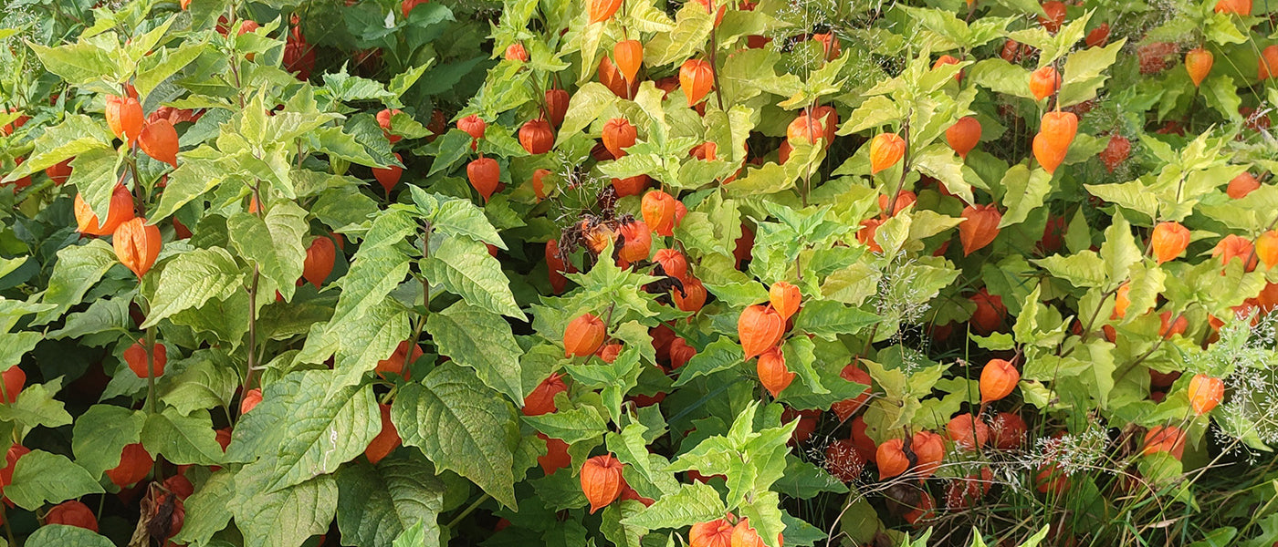 Coqueret - Physalis