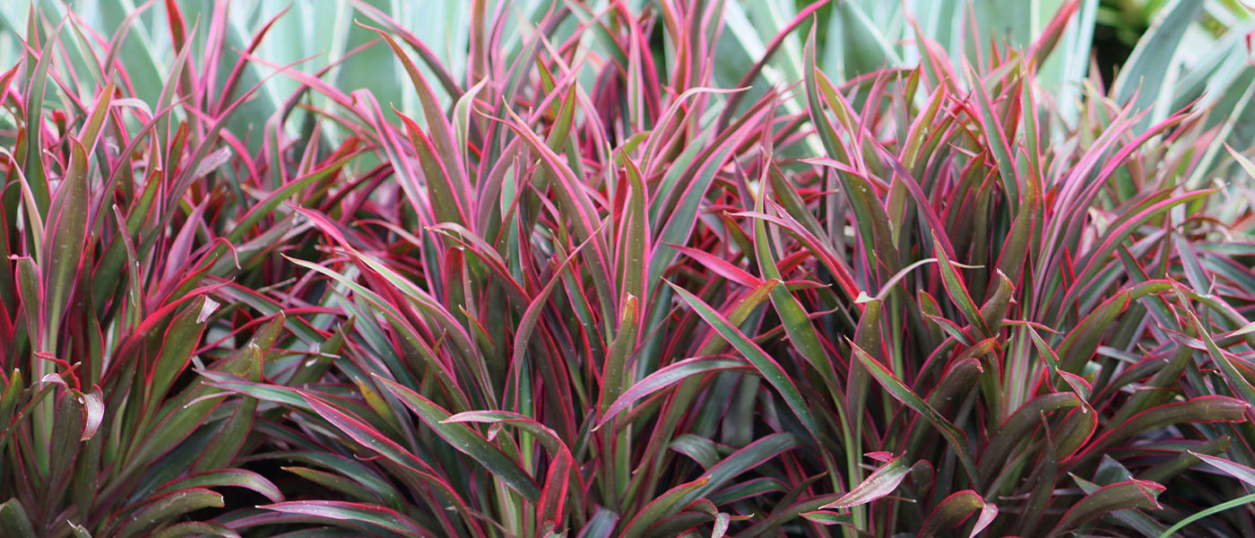 Cordyline