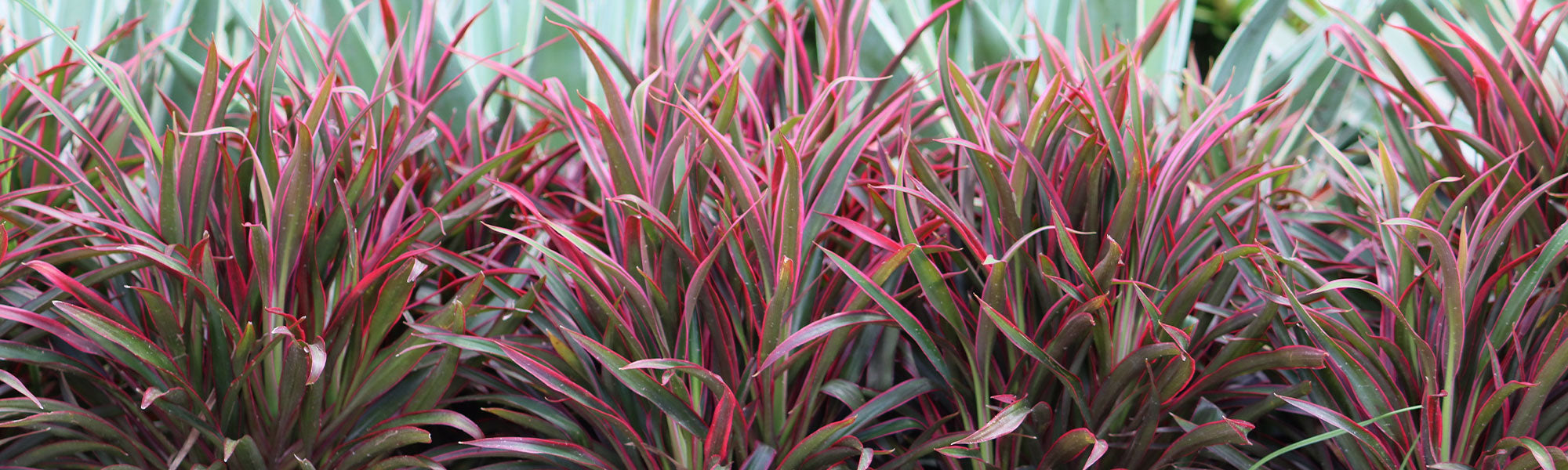 Cordyline