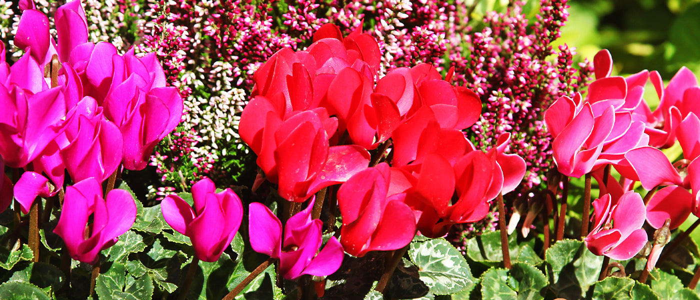 Bulbes de cyclamen