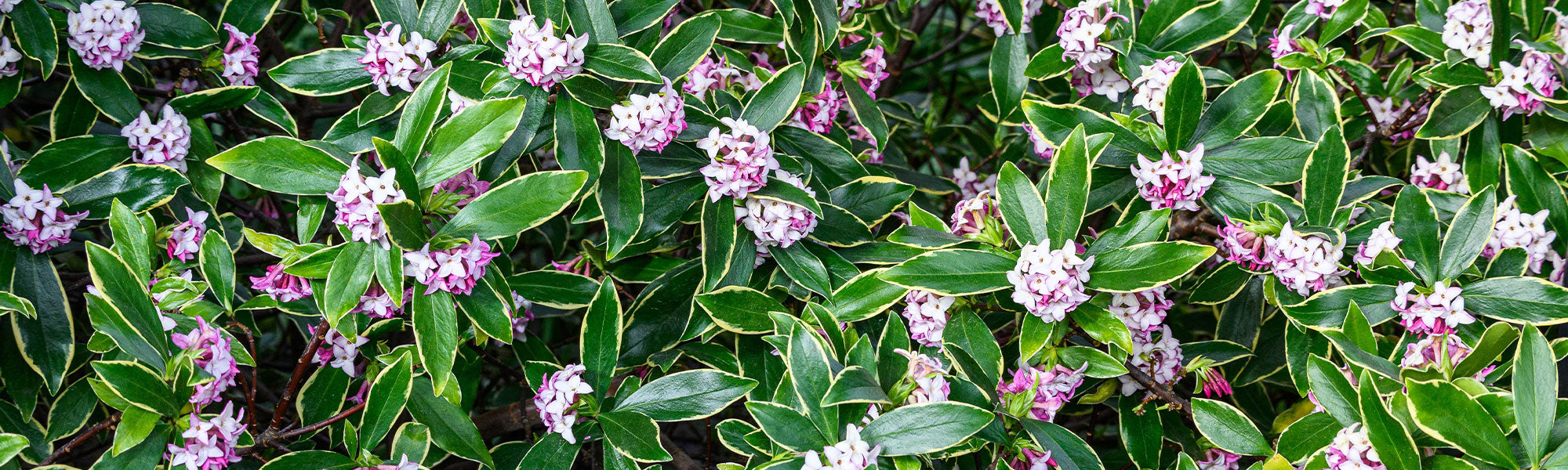 Daphne