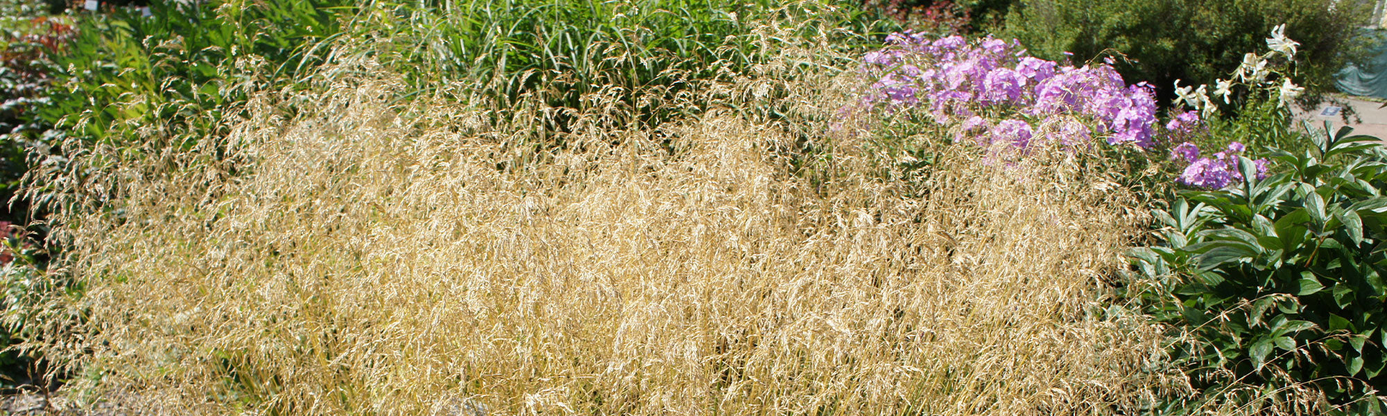 Deschampsia - Canche