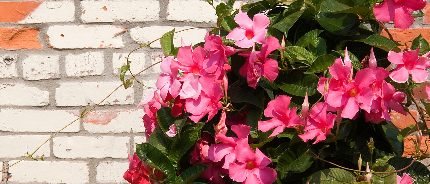 Dipladenia
