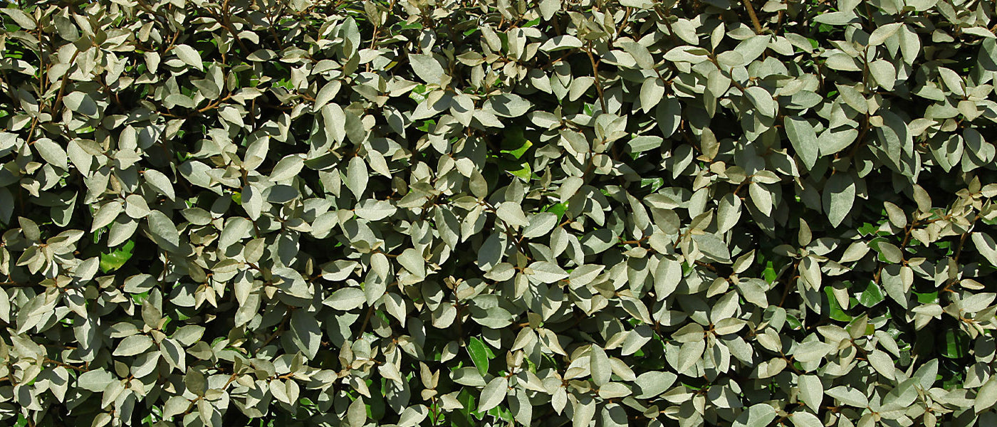 Eleagnus