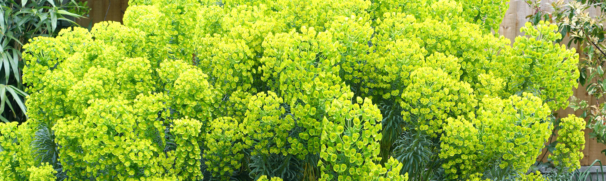 Euphorbe réveille-matin - Euphorbia helioscopia