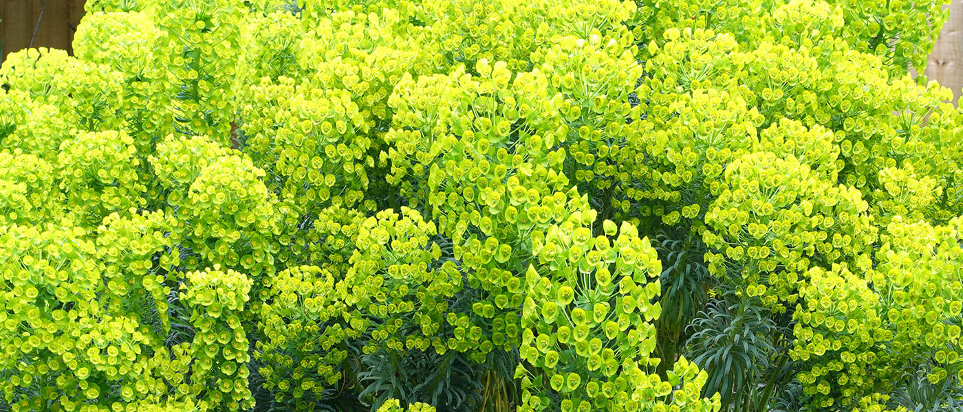 Euphorbe characias - Euphorbia characias