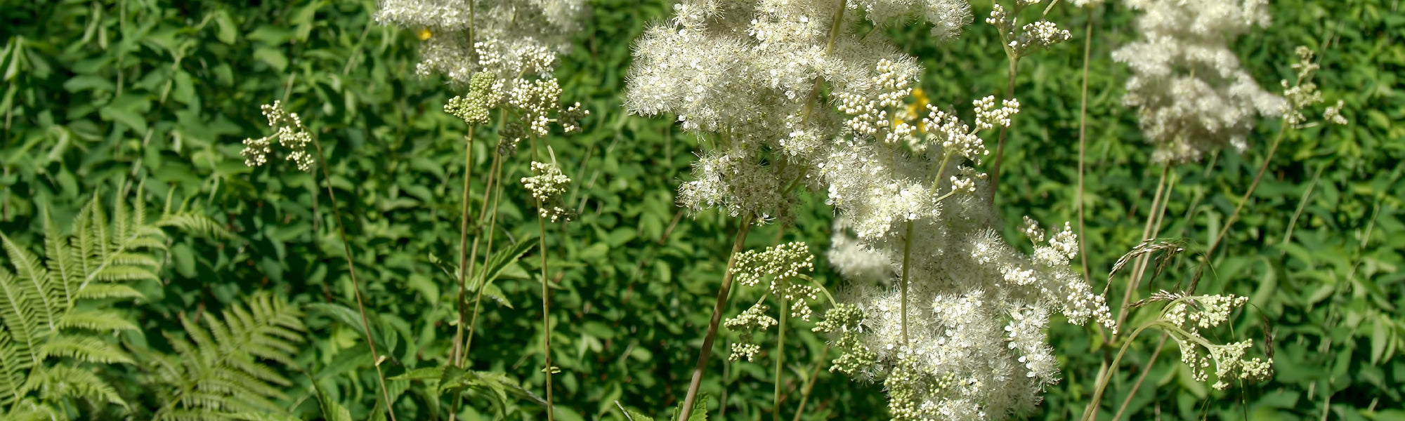 Filipendule