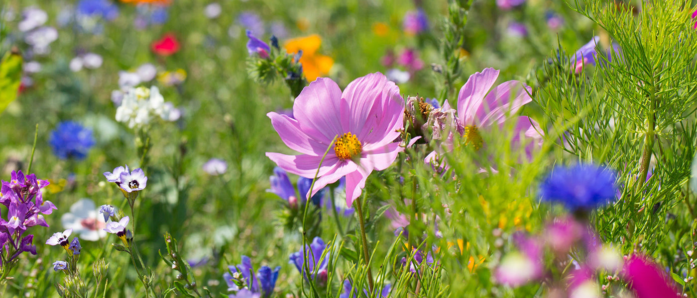 Graine de fleurs mellifères