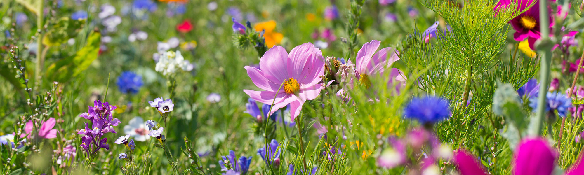 Graine de fleurs mellifères