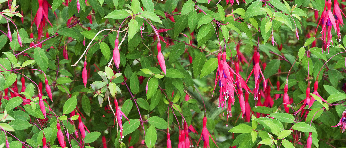 Fuchsias