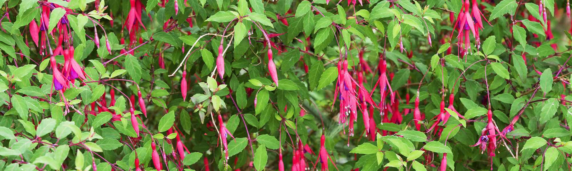 Fuchsias