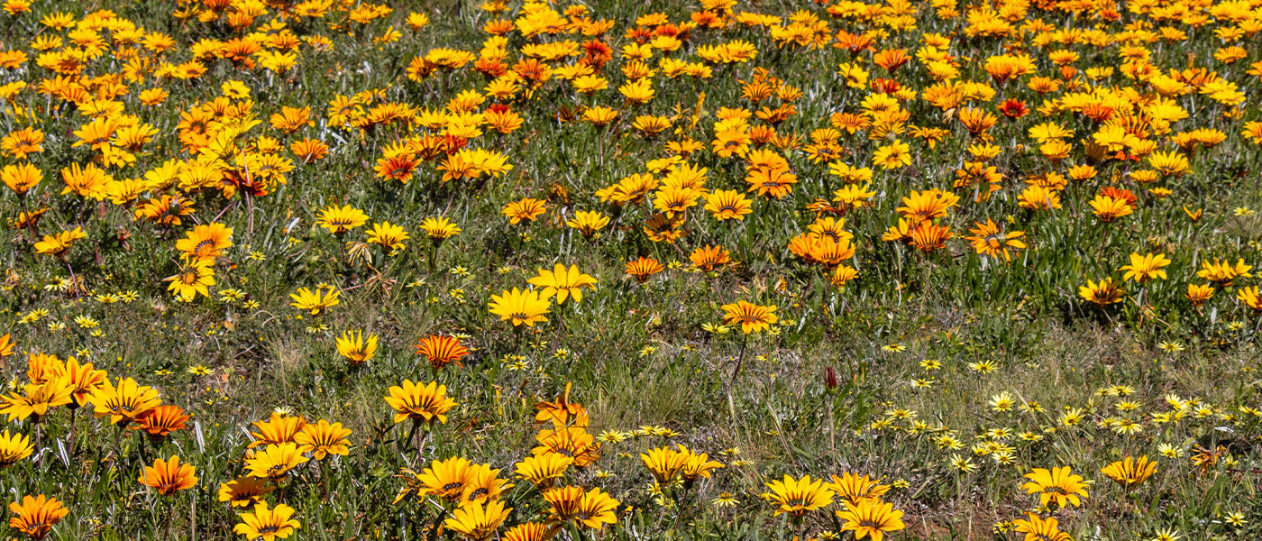 Gazania
