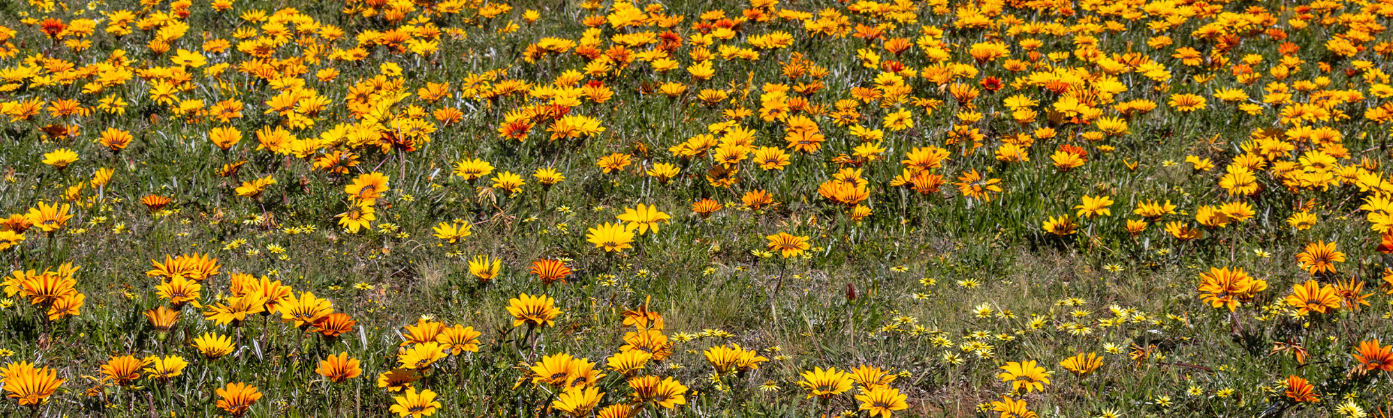 Gazania