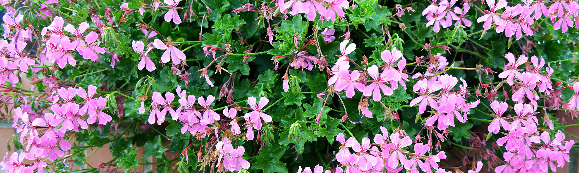 Géranium Pelargonium