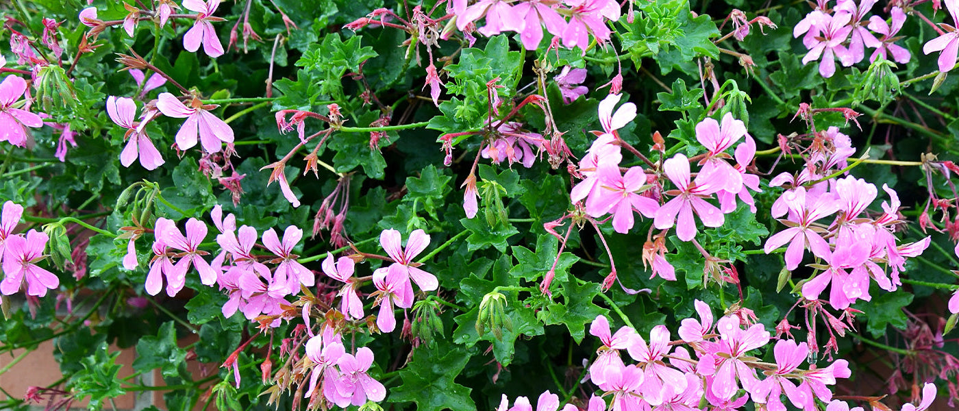 Géranium lierre - Pelargonium peltatum