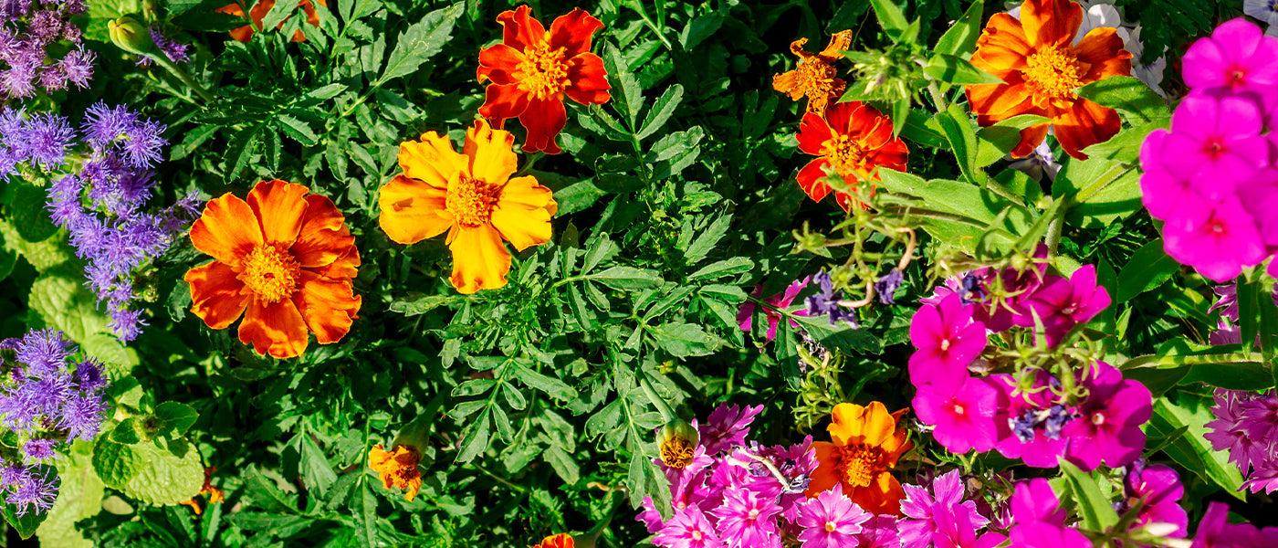 Graine de fleurs annuelles