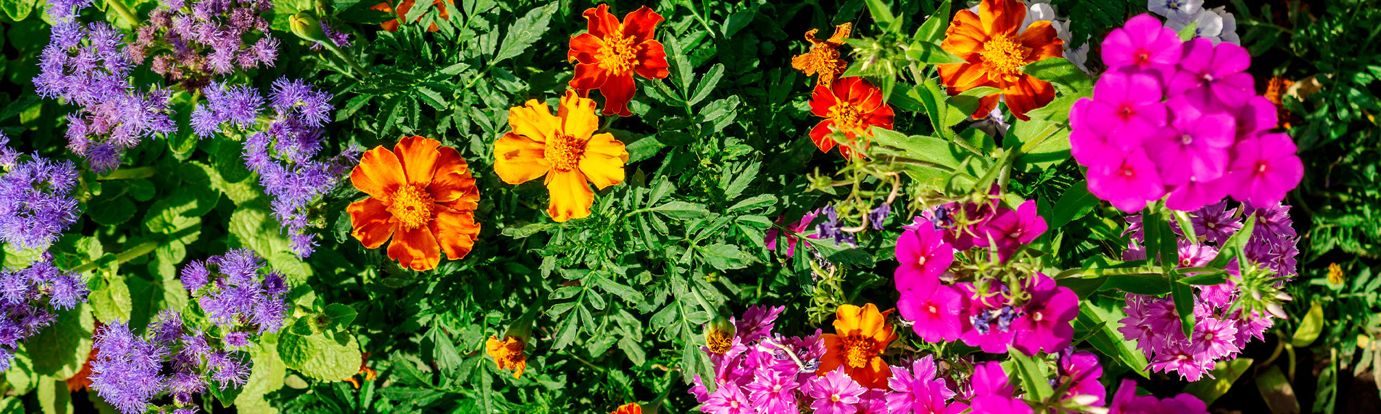 Graine de fleurs annuelles