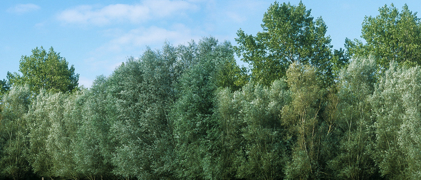 Grands arbres