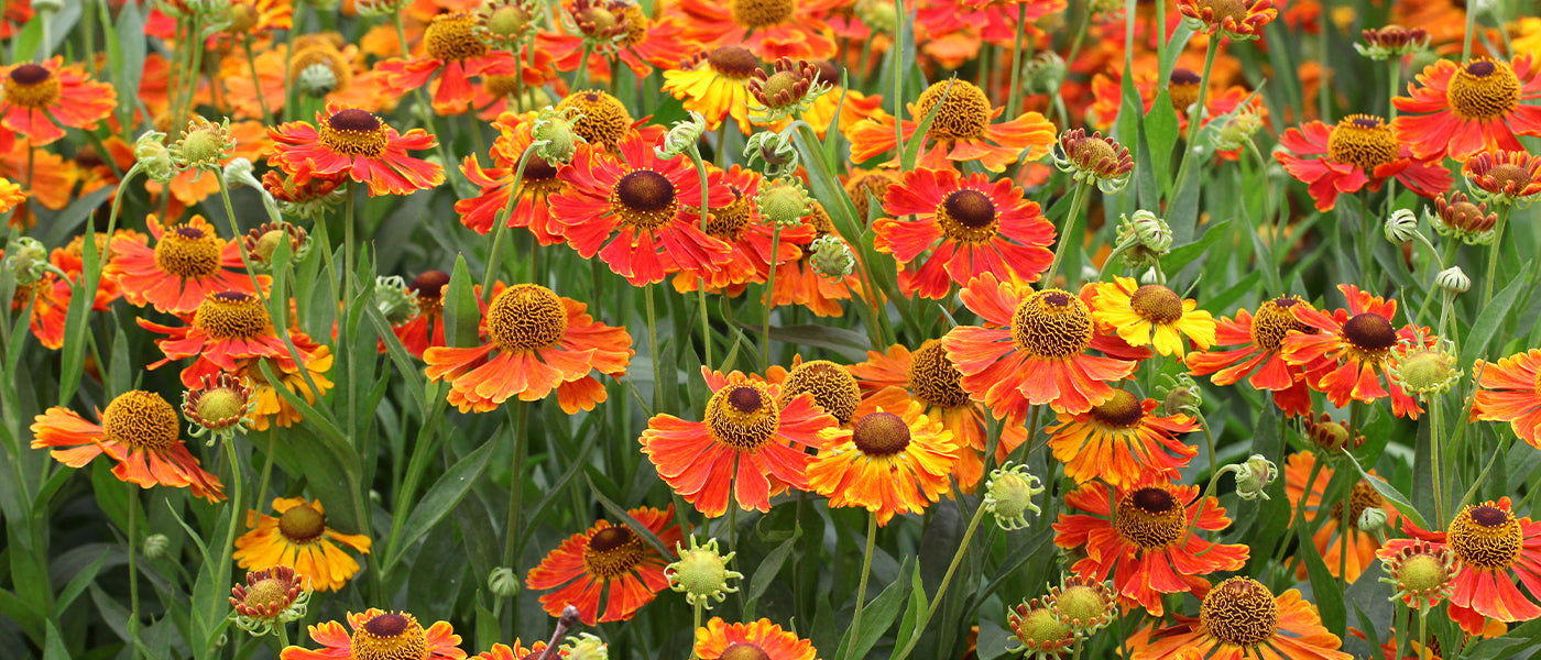 Hélénie d'automne - Helenium autumnale