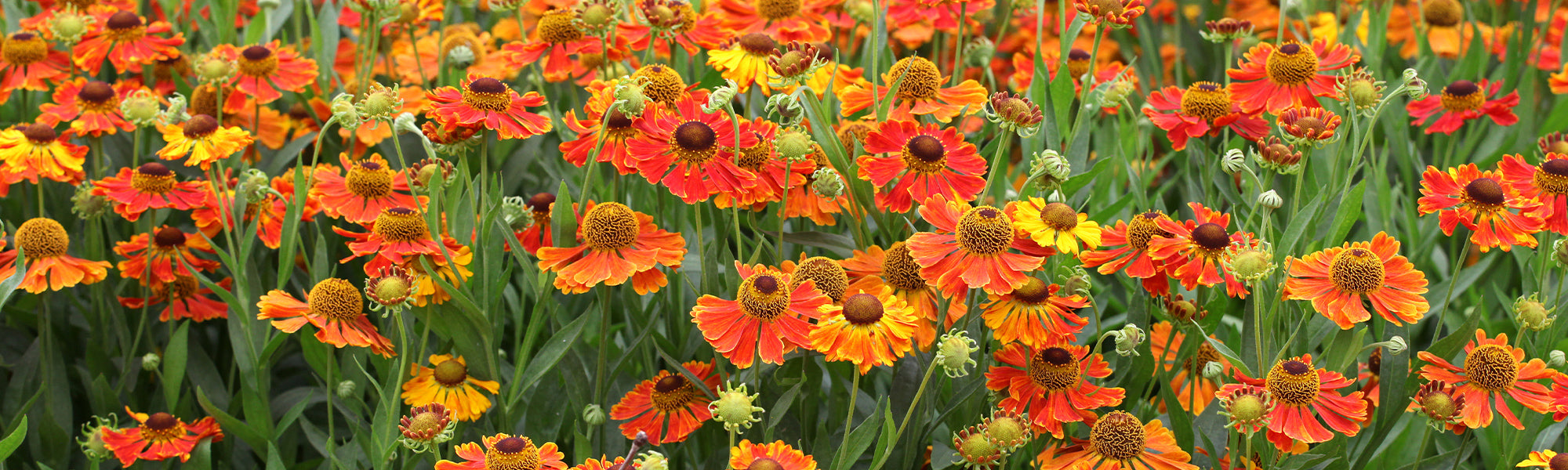Hélénie d'automne - Helenium autumnale