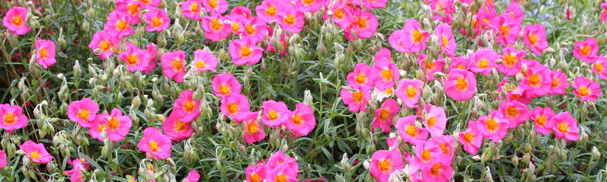Hélianthème jaune - Helianthemum nummularium