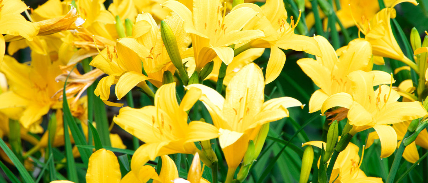 Hémérocalle naine - Hemerocallis nana