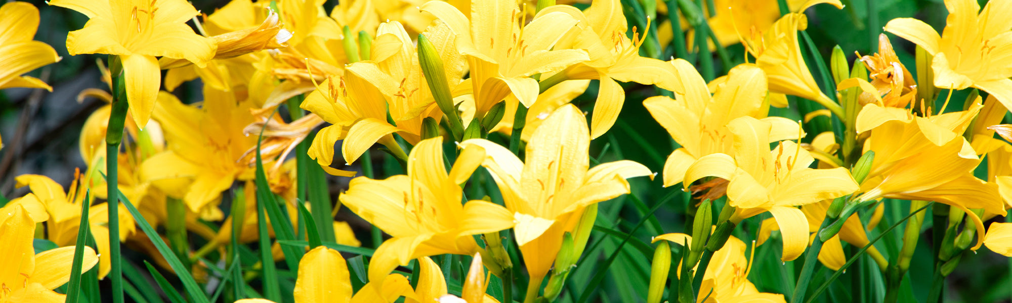 Hémérocalle jaune - Hemerocallis lilioasphodelus