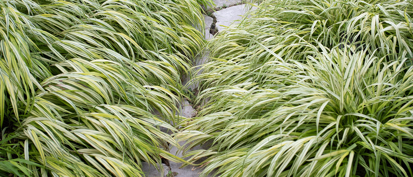 Herbe du Japon