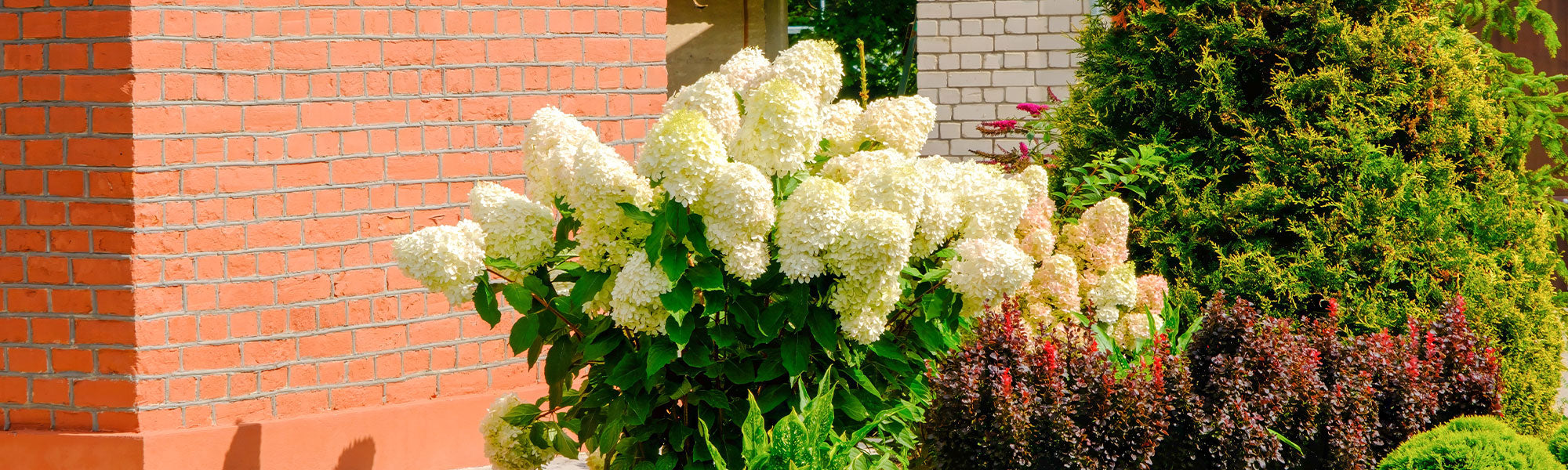 Hortensia paniculé