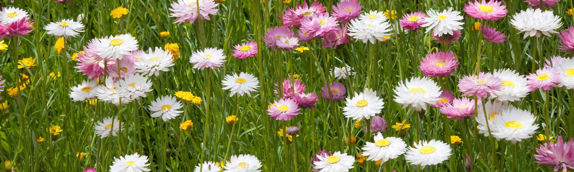 Immortelle à pétiole - Helichrysum petiolare