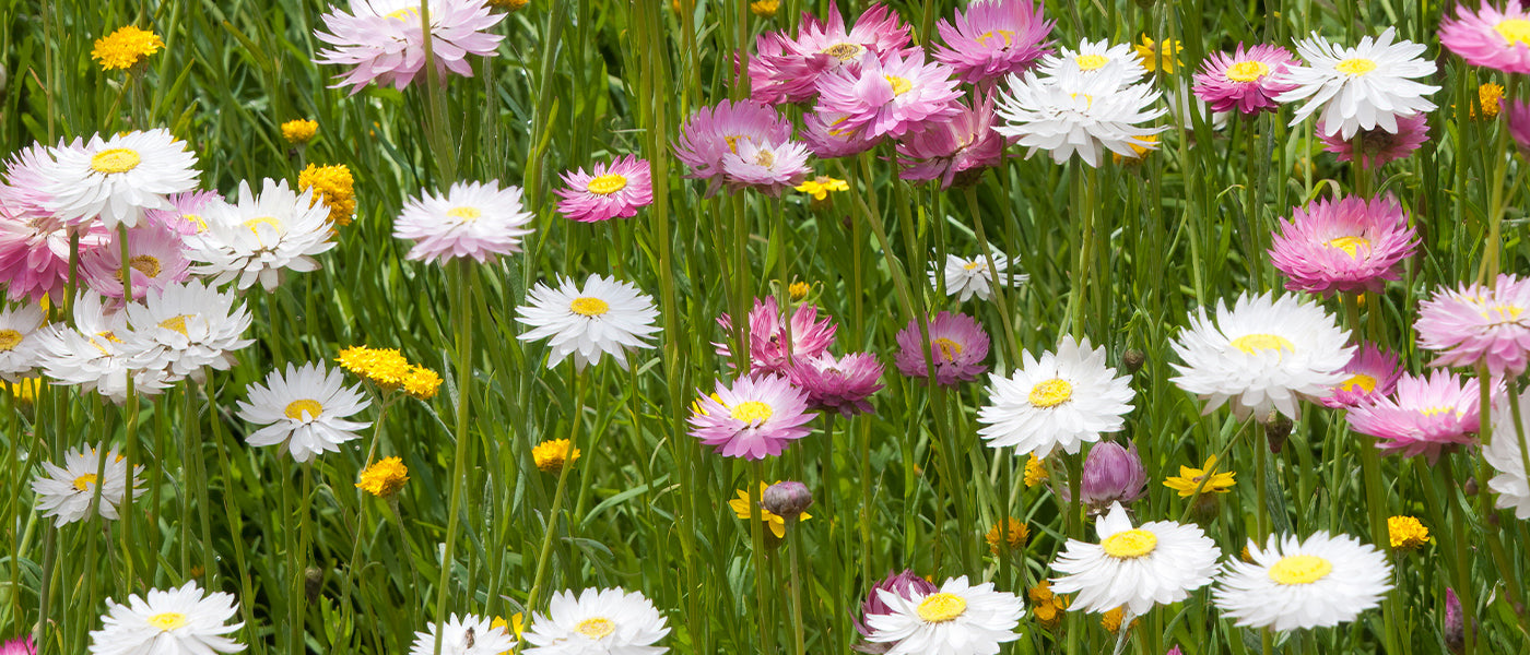 Immortelle