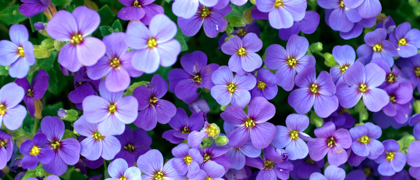 Aubriete