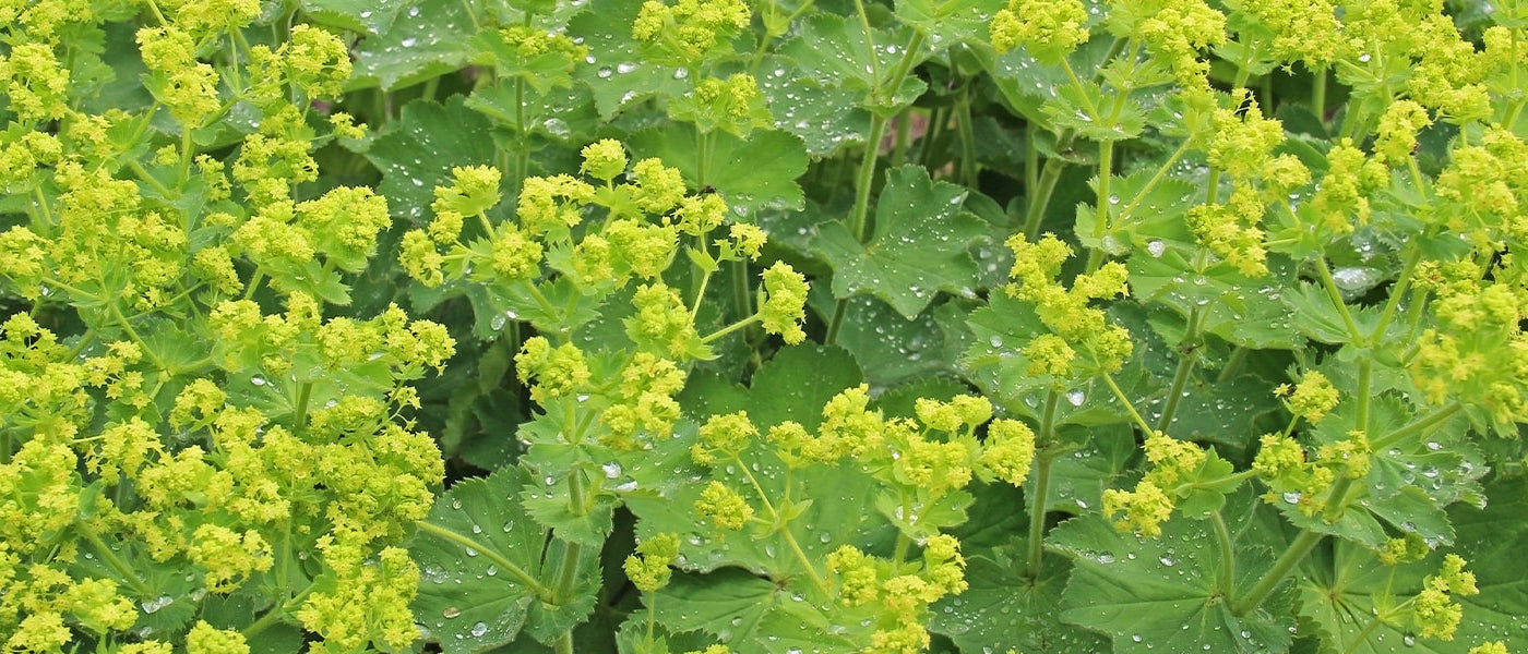 Alchemilla