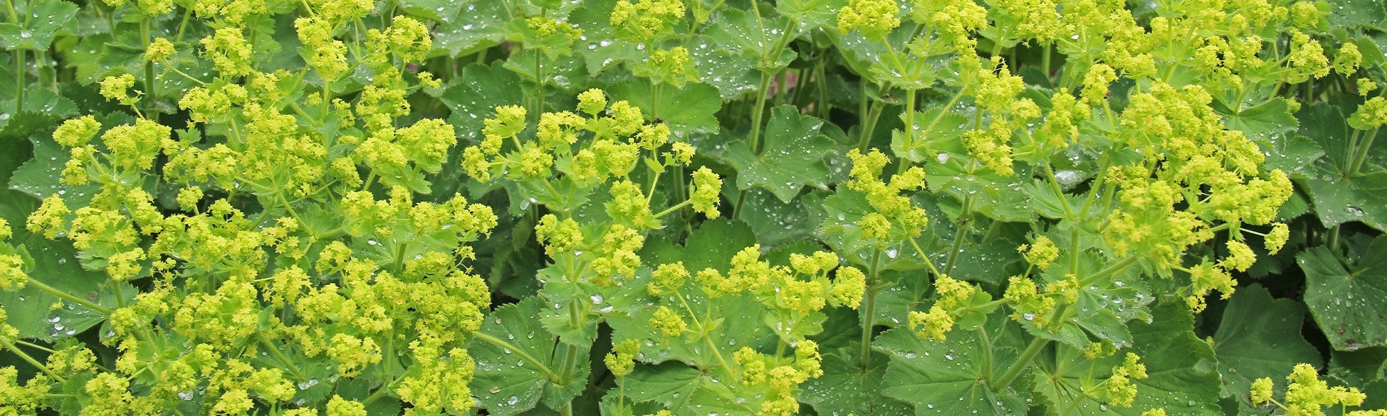 Alchemilla