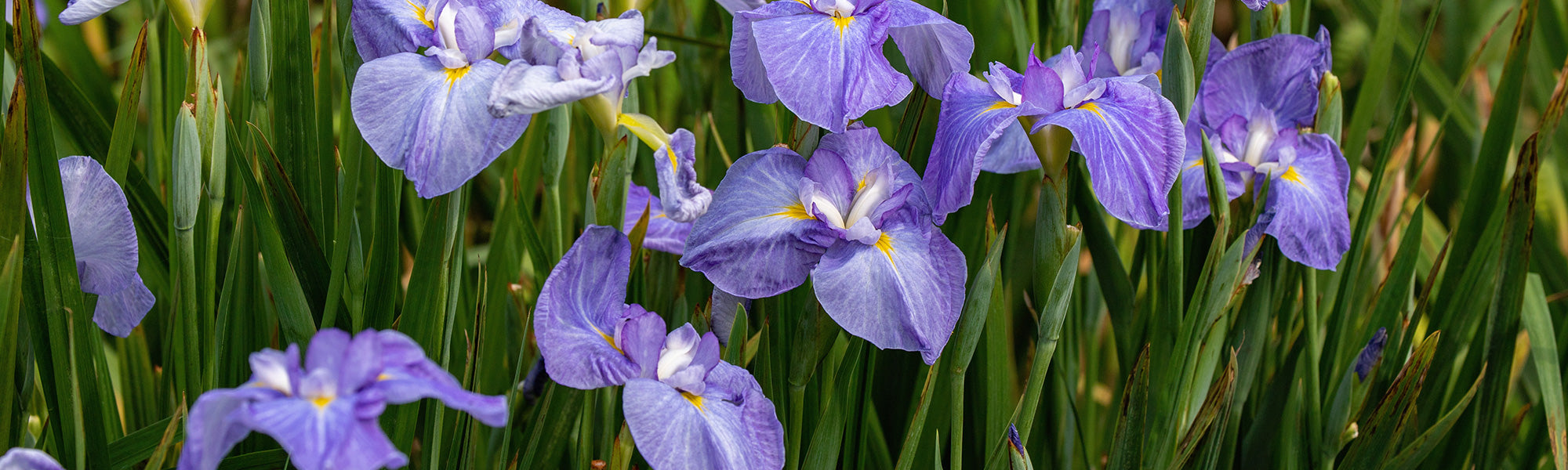 Iris de Sibérie et du Japon