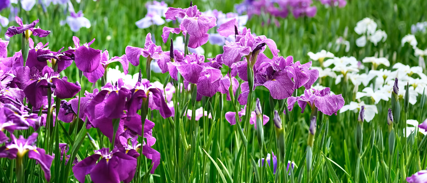 Iris de Hollande