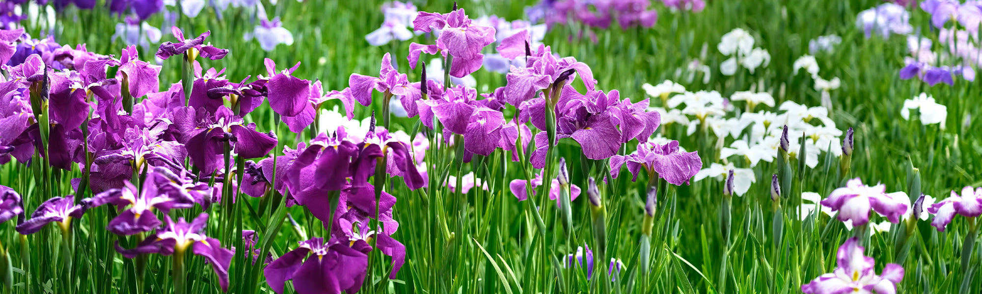 Iris de Hollande