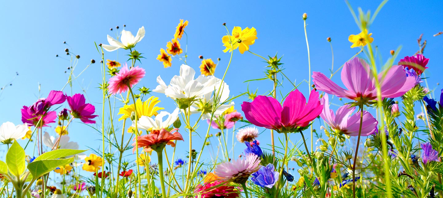 Jardin fleuri en été