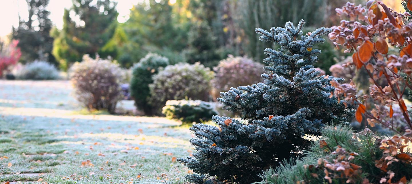Jardin fleuri en hiver