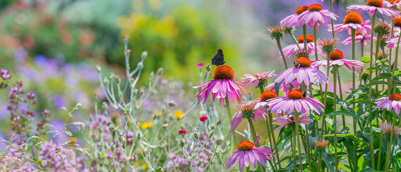 Jardin naturel et écologique