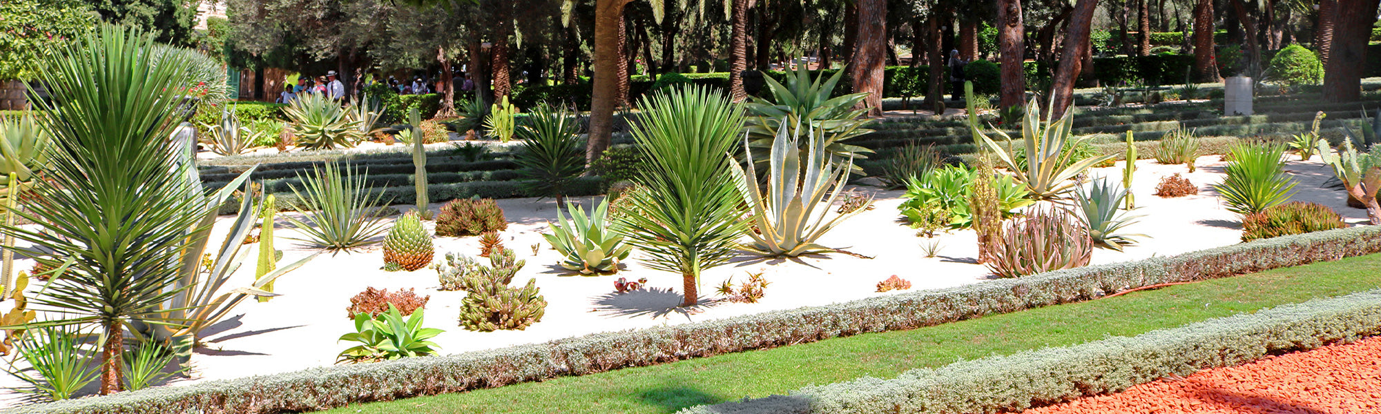 Plantes pour sol sableux