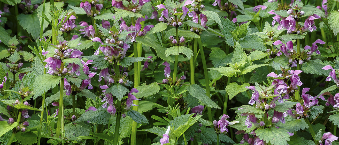 Lamier pourpre - Lamium purpureum